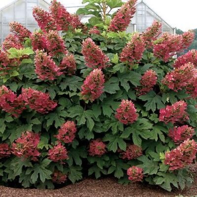 Ruby Slippers Hydrangea Garden Plant
