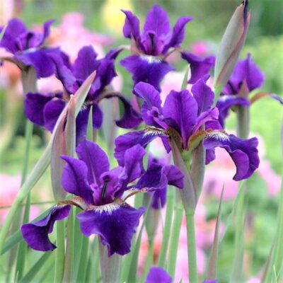 Ruffled Velvet Siberian Iris Garden Plant