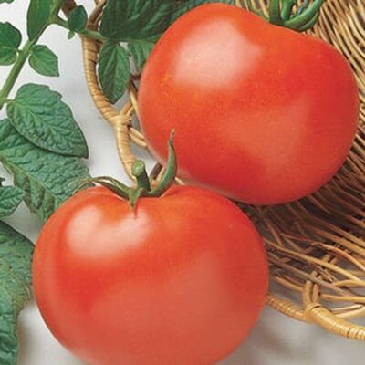 Rutgers Tomato Garden Plant