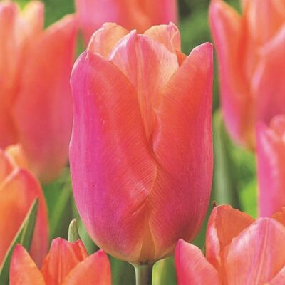 Salmon Prince Tulip Garden Plant