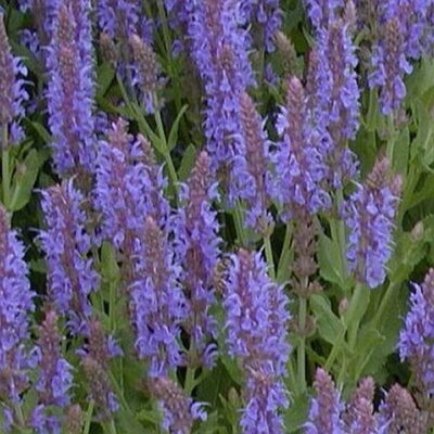 Salvia Blue Hill Garden Plant