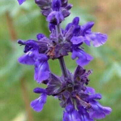 Salvia Mystic Spires Garden Plant