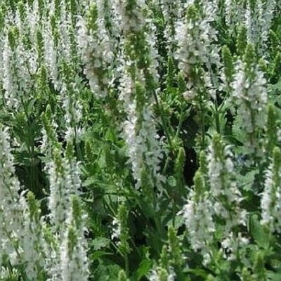Salvia Snow Hill Garden Plant