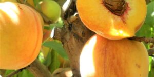 Santa Barbara Peach Garden Plant