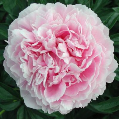 Sarah Bernhardt Peony Garden Plant
