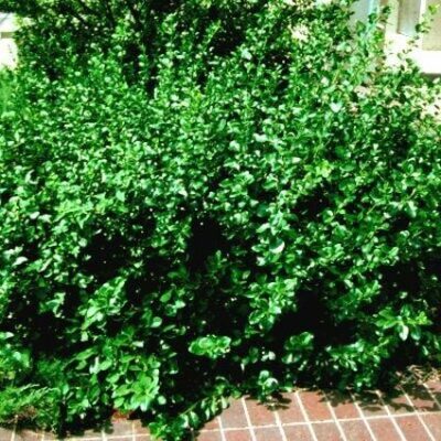 Sarcoxie Euonymus Garden Plant