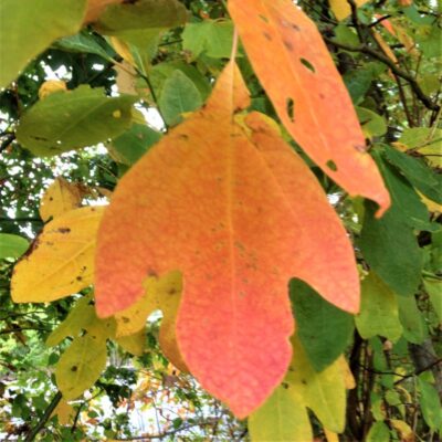 Sassafras Tree Garden Plant