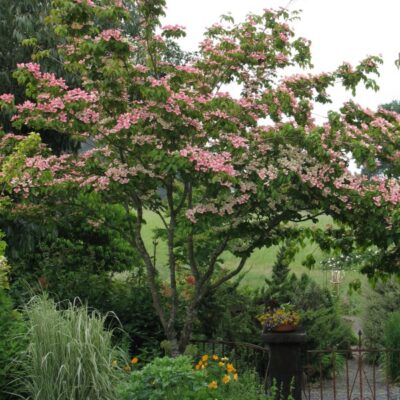 Satomi Dogwood Garden Plant