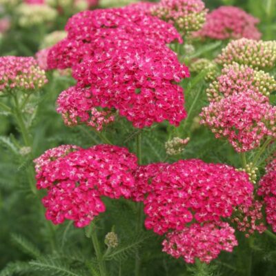 Saucy Seduction Yarrow Garden Plant