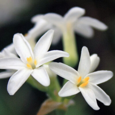 Savanna Lightning Society Garlic Garden Plant