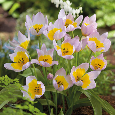 Saxatilis Tulip Garden Plant