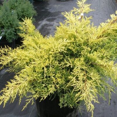 Saybrook Gold Juniper Garden Plant