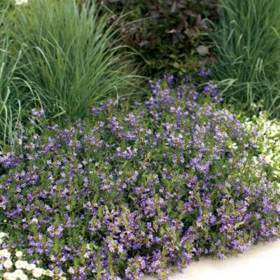 Scaevola Whirlwind Blue Fan Flower Garden Plant