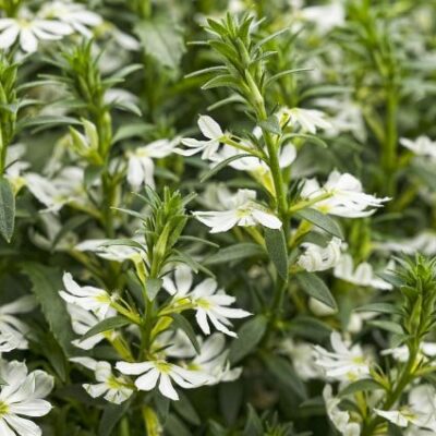 Scaevola Whirlwind White Fan Flower Garden Plant