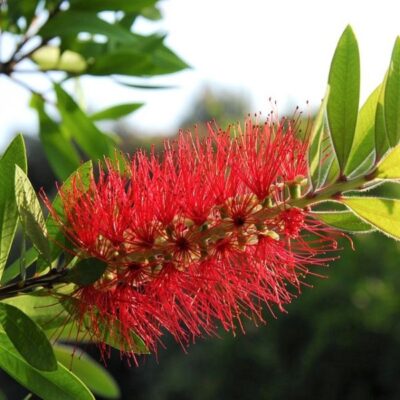 Scarlet Bottlebrush Garden Plant