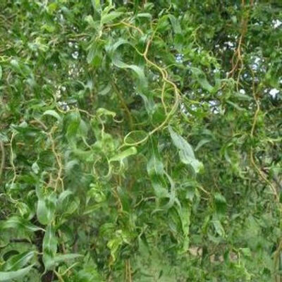 Scarlet Curls Willow Garden Plant