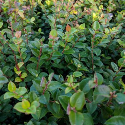 Scarlet Ovation Evergreen Huckleberry Garden Plant