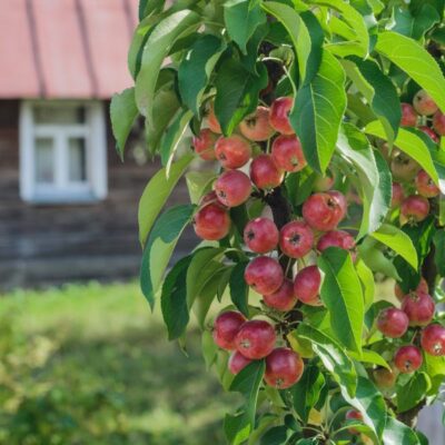 Scarlet Sentinel Columnar Apple Garden Plant