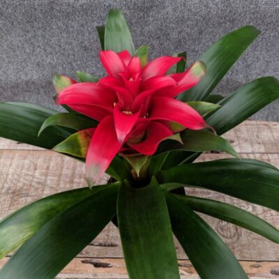 Scarlet Star Bromeliad Garden Plant