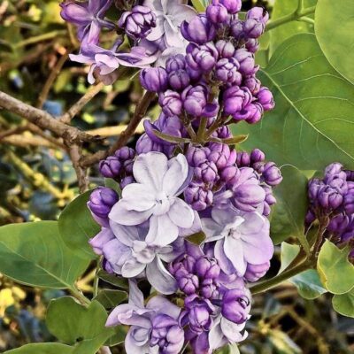 Scentara Double Blue Lilac Garden Plant