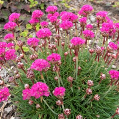 Sea Thrift Garden Plant