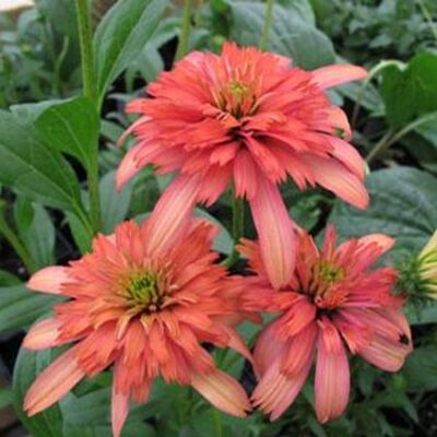 Secret Passion Coneflower Garden Plant