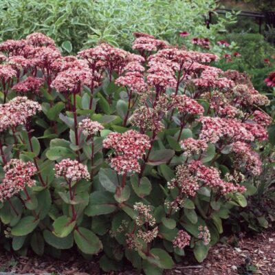 Sedum Matrona Garden Plant