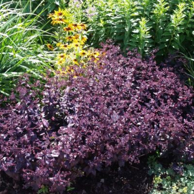Sedum Purple Emperor Garden Plant