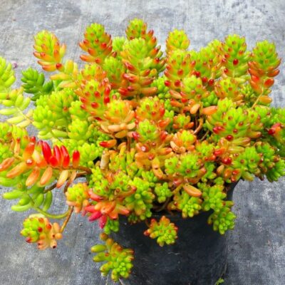 Sedum Rubrotinctum Garden Plant