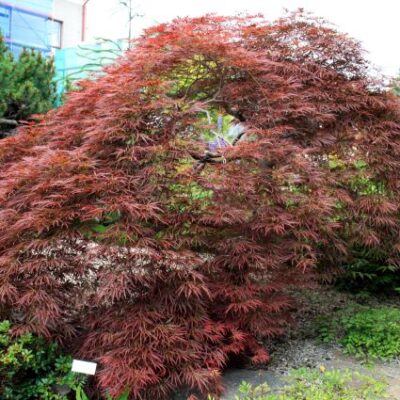 Seiryu Japanese Maple Garden Plant