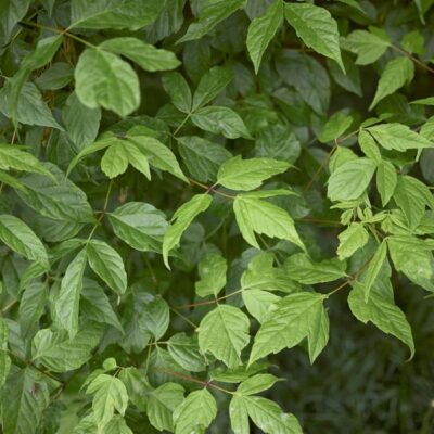 Sensation Boxelder Maple Garden Plant