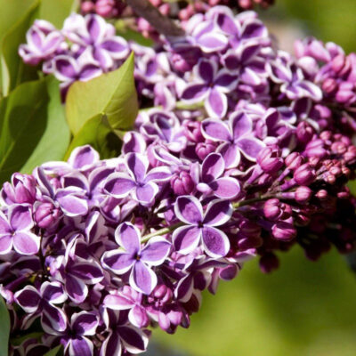 Sensation Lilac Garden Plant