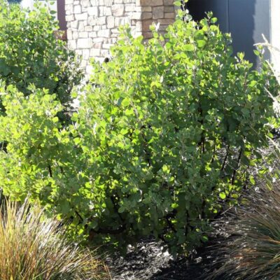 Sentinel Manzanita Garden Plant