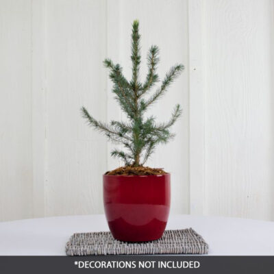 Serbian Spruce Tabletop Christmas Tree Garden Plant