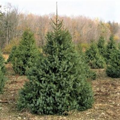 Serbian Spruce Tree Garden Plant