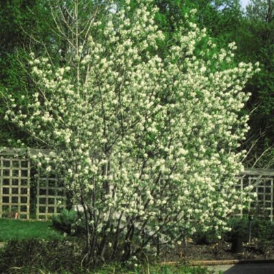 Shadblow Serviceberry Garden Plant