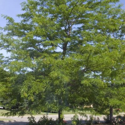 Shademaster Honeylocust Garden Plant