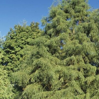 Shawnee Brave Bald Cypress Garden Plant