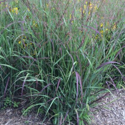 Shenandoah Switch Grass Garden Plant