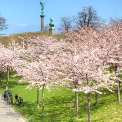 Shirofugen Flowering Cherry Garden Plant