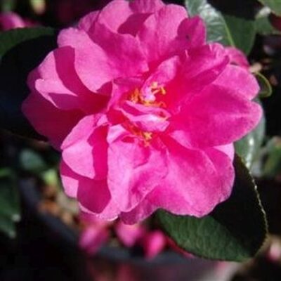 Shishi Gashira Camellia Garden Plant