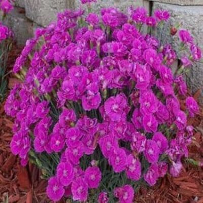 Shooting Star Dianthus Garden Plant