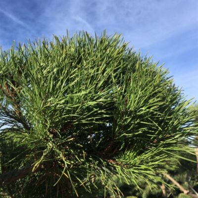 Shore Pine Garden Plant