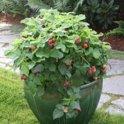 Shortcake Raspberry Garden Plant