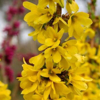 Show Off Starlet Forsythia Garden Plant