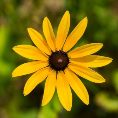 Showy Black-Eyed Susan Garden Plant