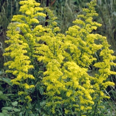 Showy Goldenrod Garden Plant