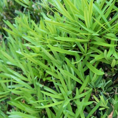 Shrubby Yew Podocarpus Garden Plant