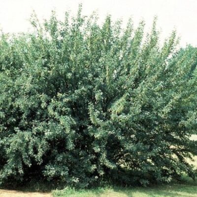 Siberian Peashrub Garden Plant