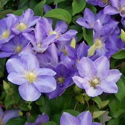 Silmakivi Clematis Garden Plant